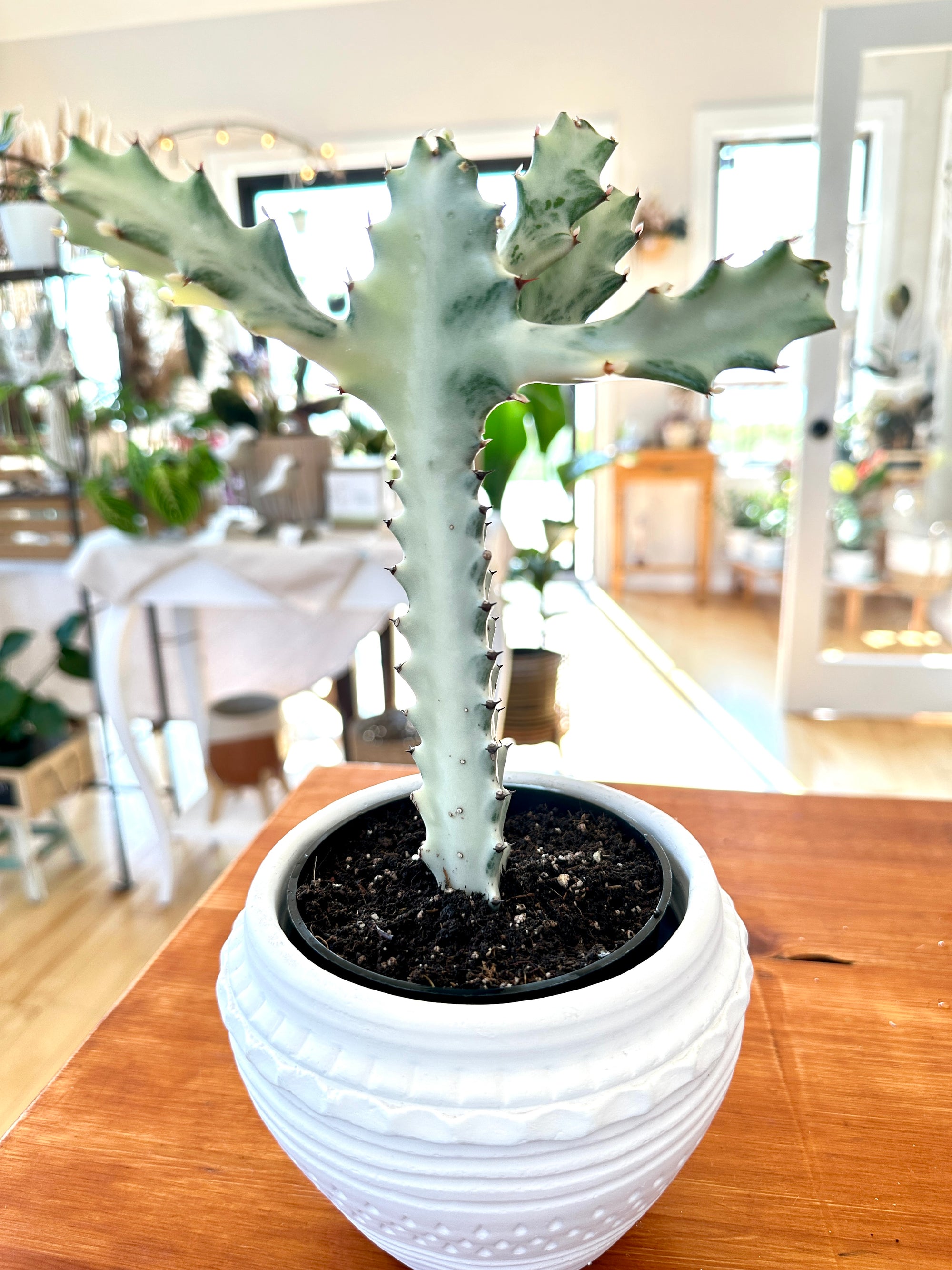 Euphorbia lactea 'White ghost'