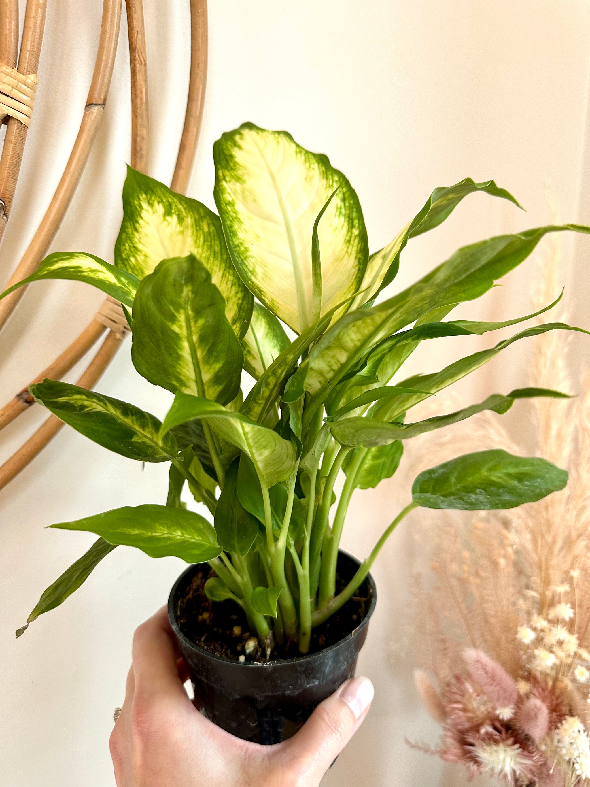 Dieffenbachia 'Camille'