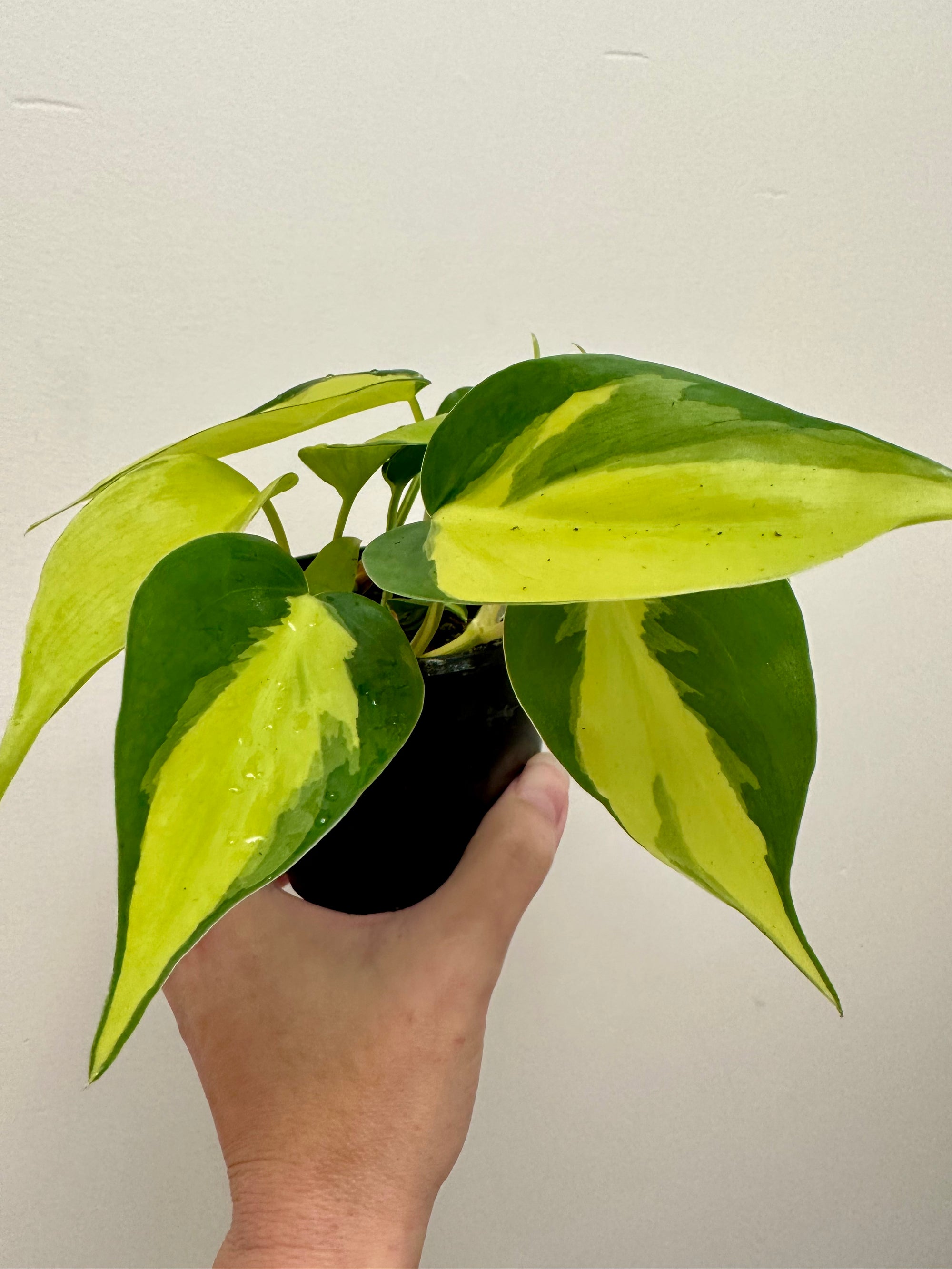 Philodendron Hederaceum 'Brasil'