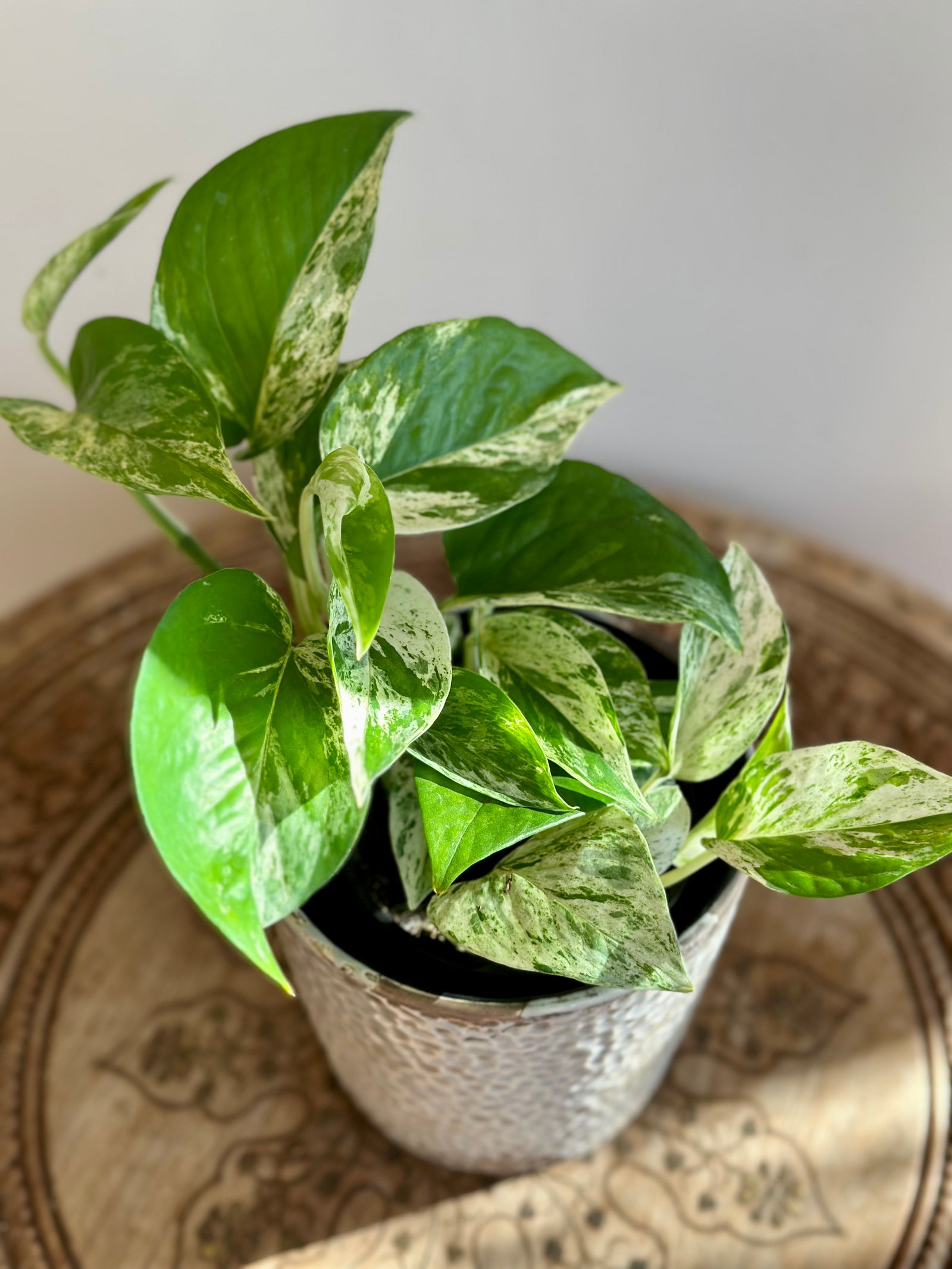 Epipremnum Aureum/Pothos ‘Marble Queen’