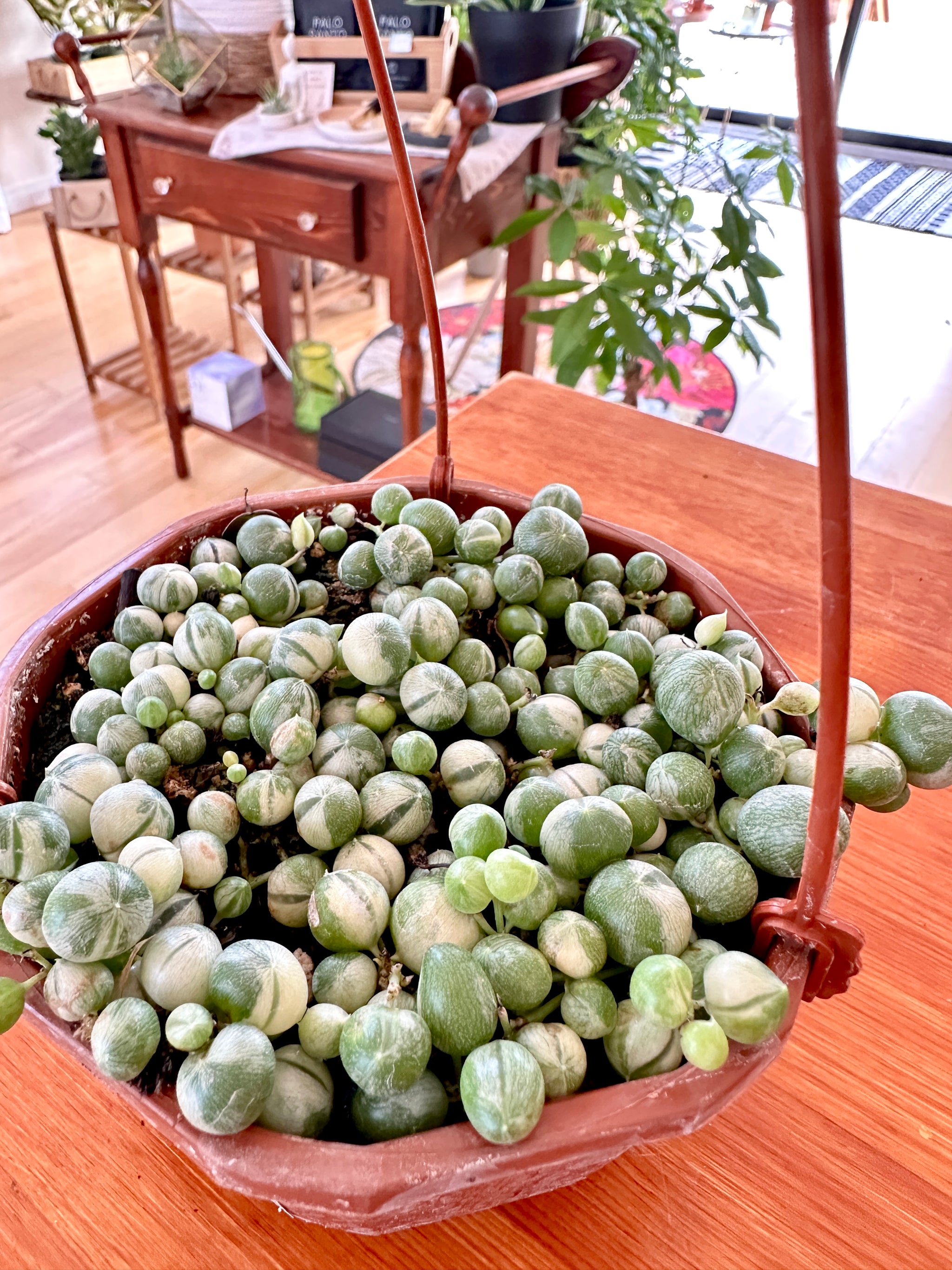 Senecio Rowleyanus variegata