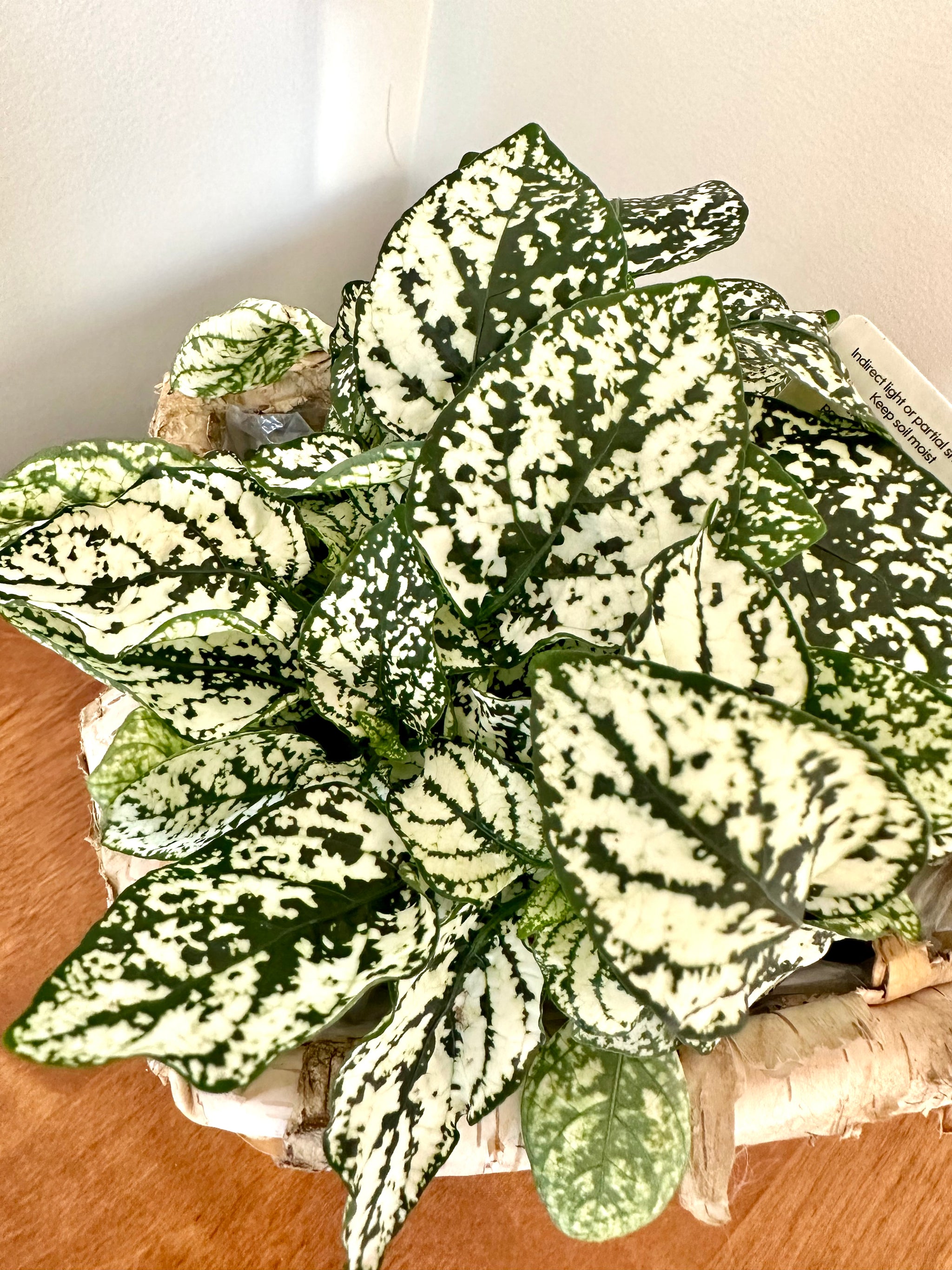 Hypoestes "Polka Dot"