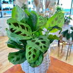 Maranta leuconeure 'kerchoveana' | Plante prieuse