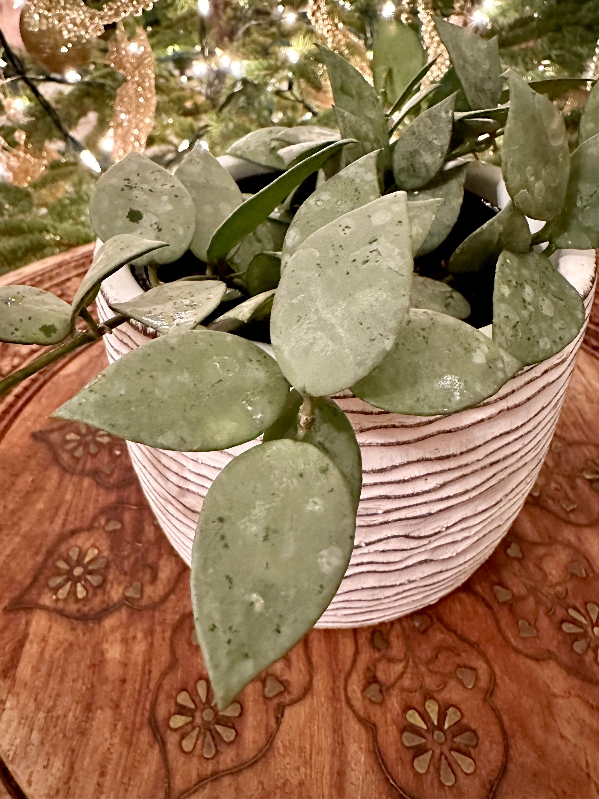 Hoya Krohniana 'Silver'