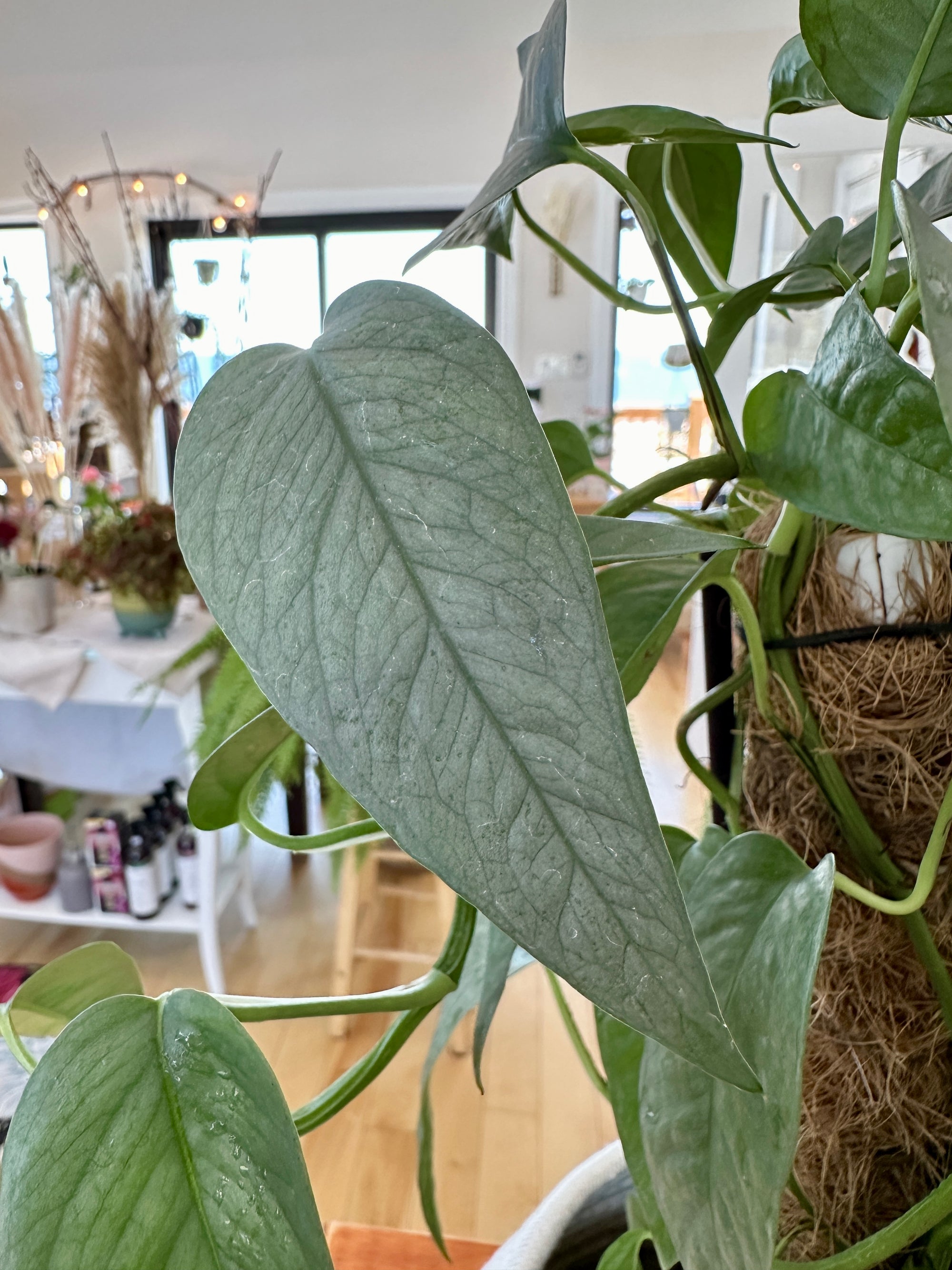 Epipremnum pinnatum/Pothos Cebu blue