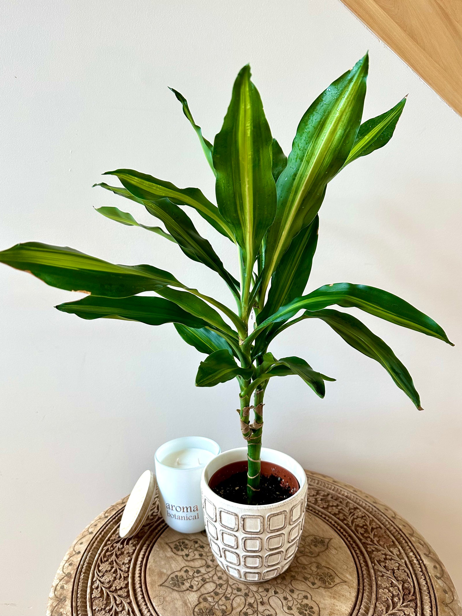 Dracaena fragrans 'Massangeana'