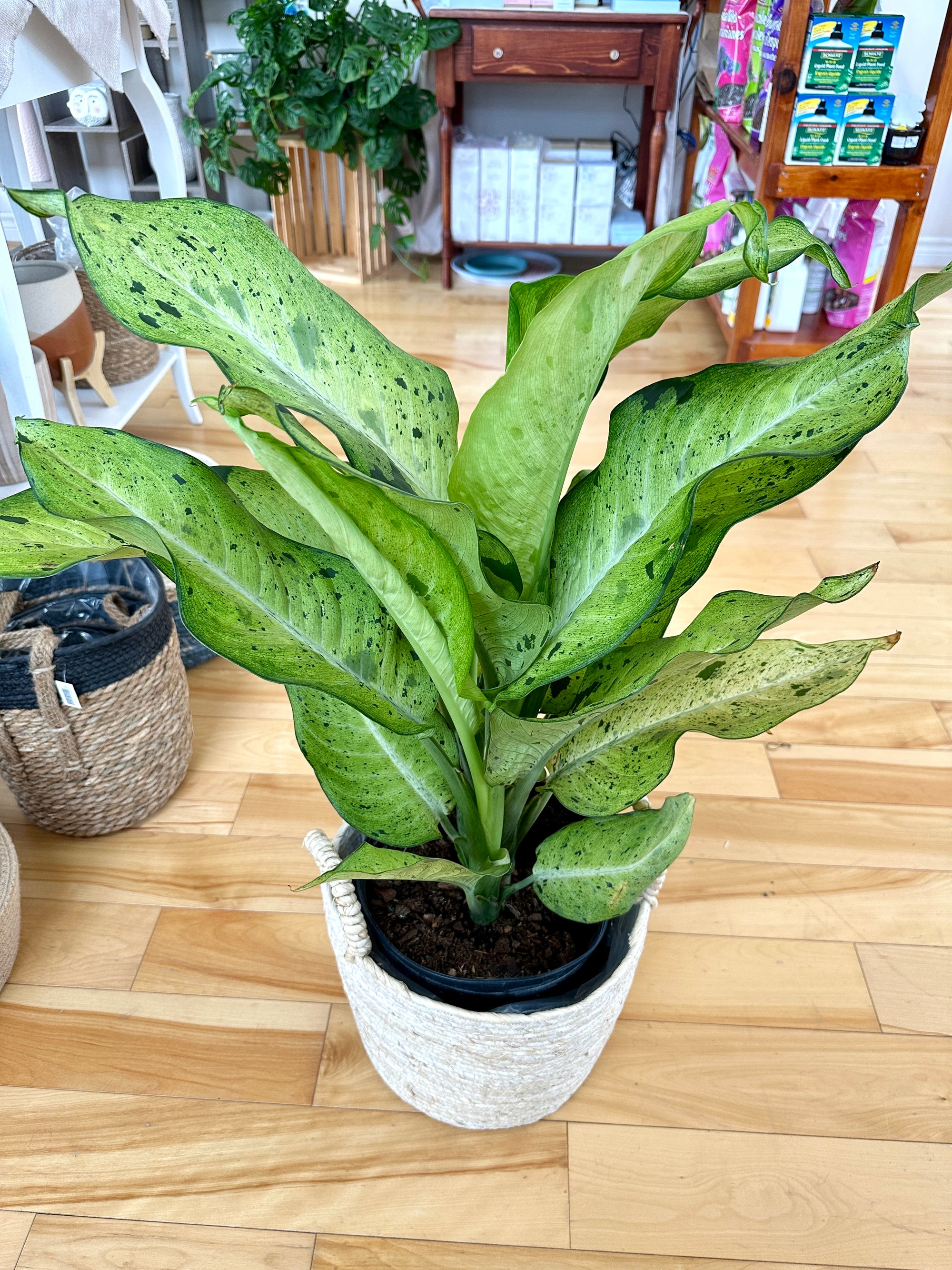 Dieffenbachia Camouflage