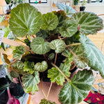 Saxifraga Stolonifera 'Strawberry begonia' 4"