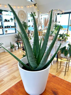 Aloe vera