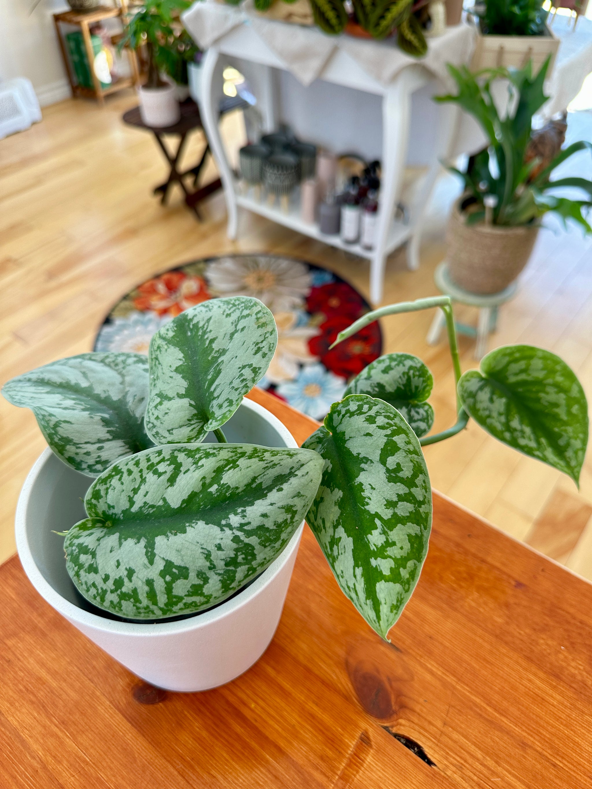 Scindapsus pictus/Pothos 'Exotica' 4"