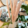 Herbe de la Pampa rose/beige