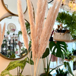 Herbe de la Pampa rose/beige