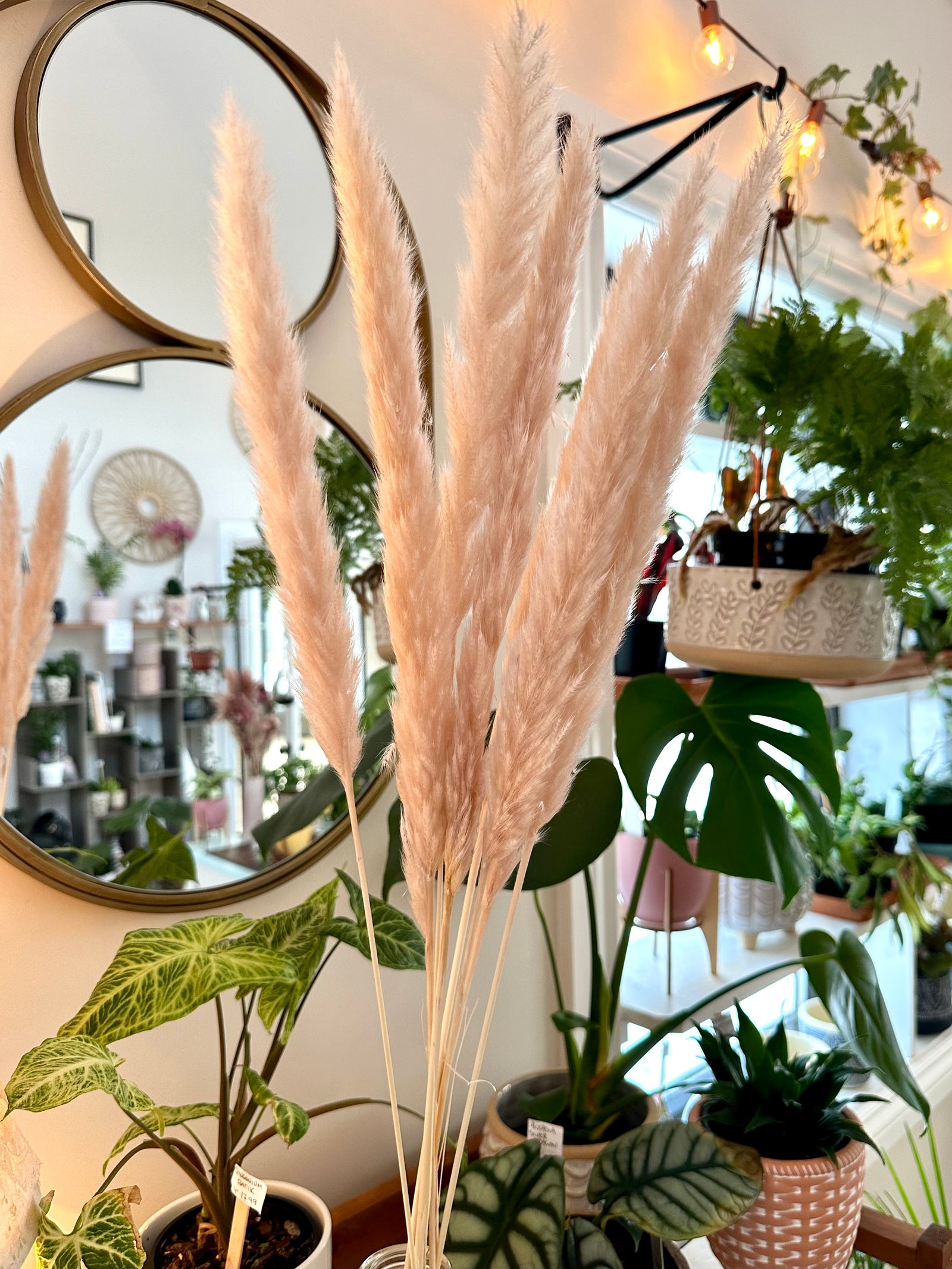 Pampas grass pink/beige