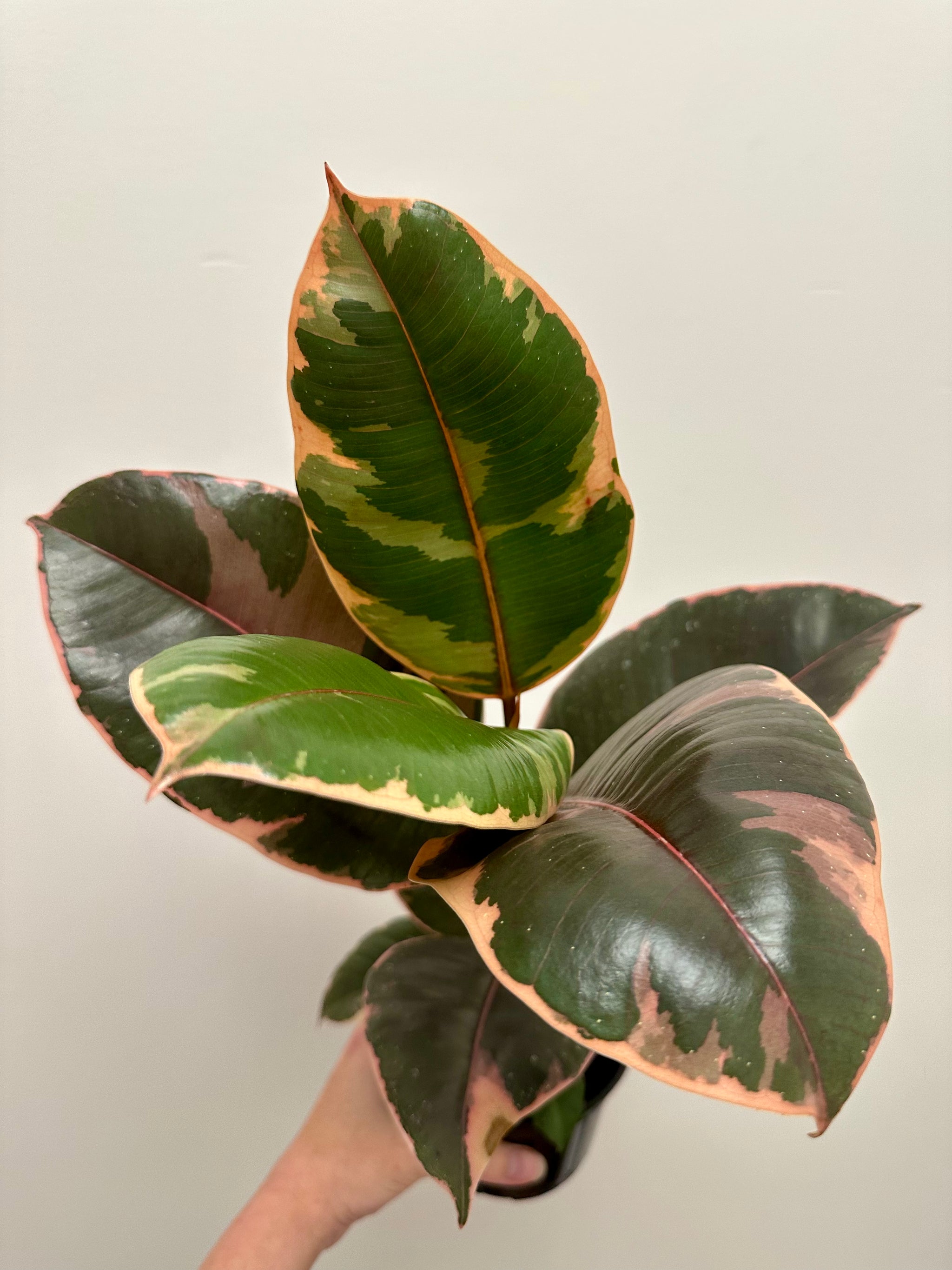 Ficus Elastica 'Ruby' 5”