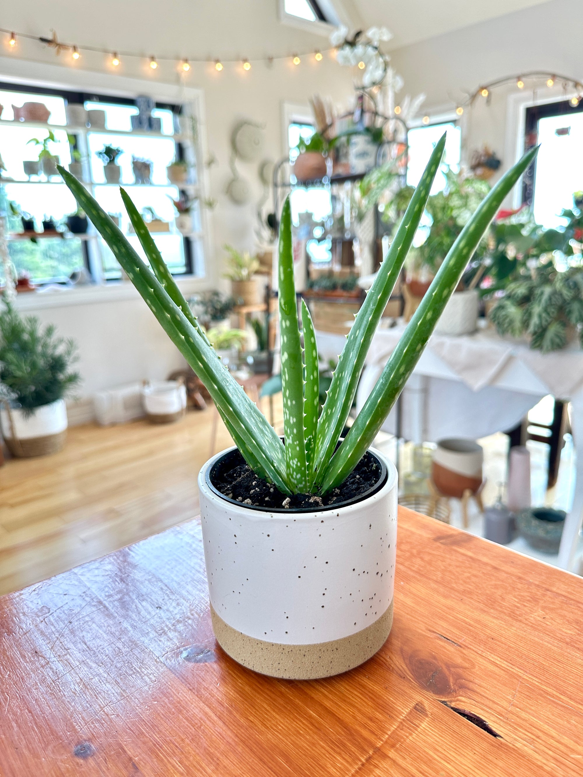 Aloe vera