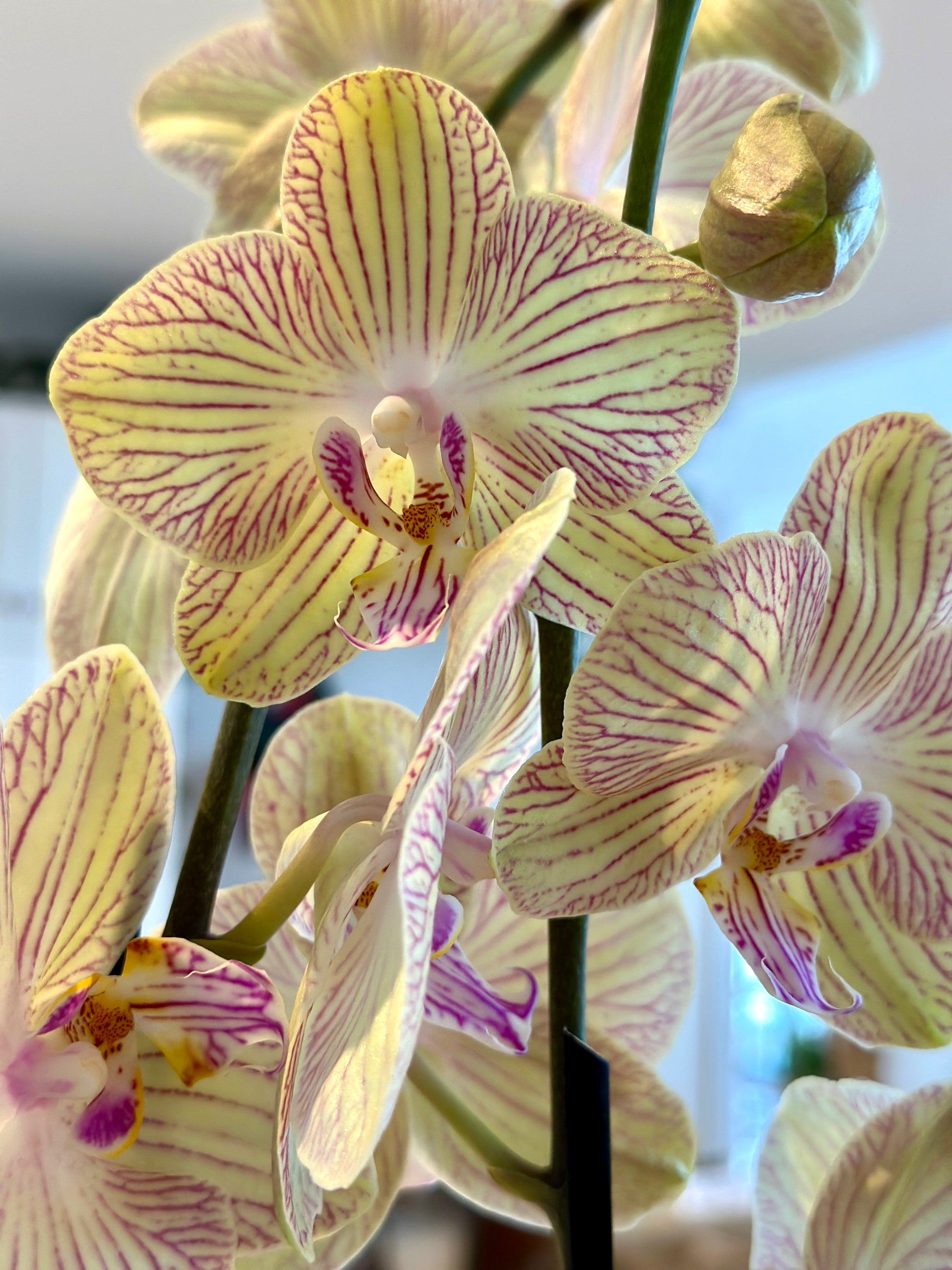 Phalaénopsis 'Orchidée' 5"