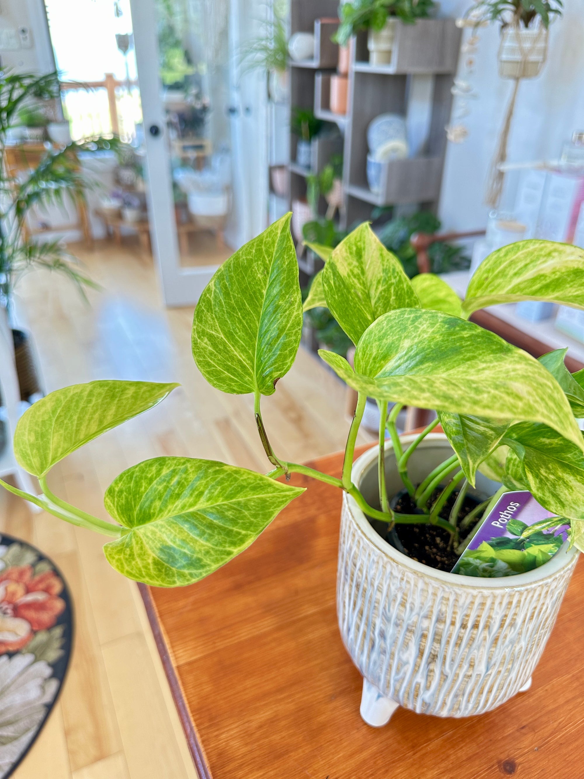 Epipremnum Aureum 'Golden'