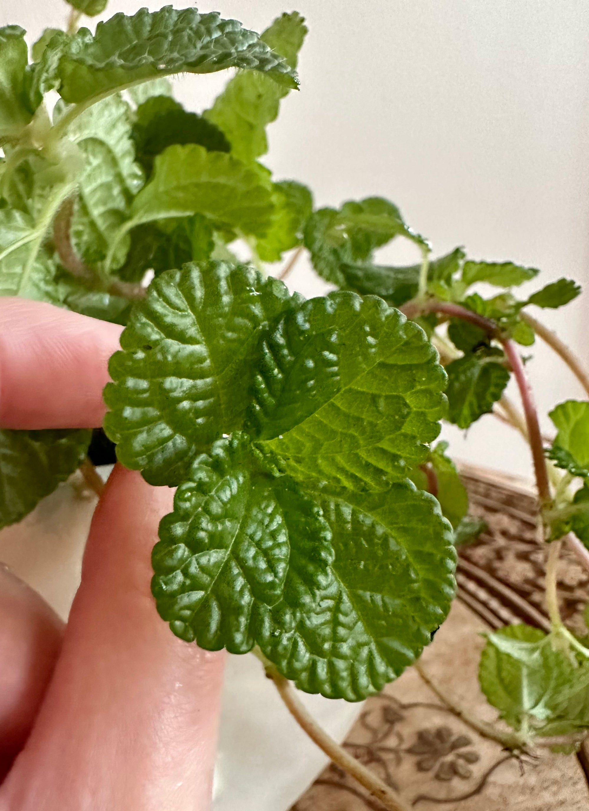 Pilea Nummulariifolia 'Creeping Charlie'