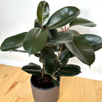 Ficus Elastica 'Burgundy'