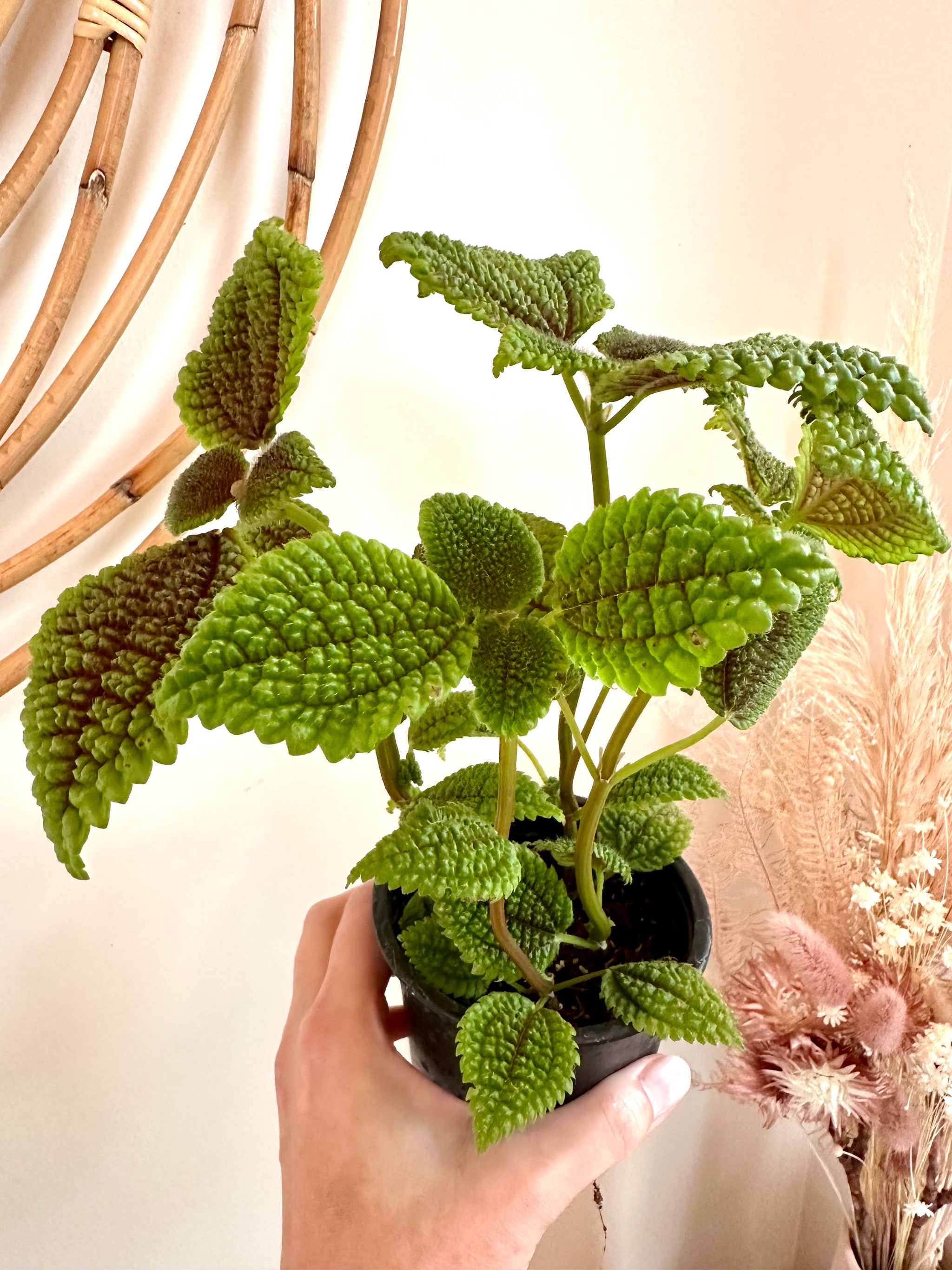 pilea moon valley