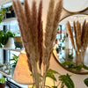 Natural Pampas Grass