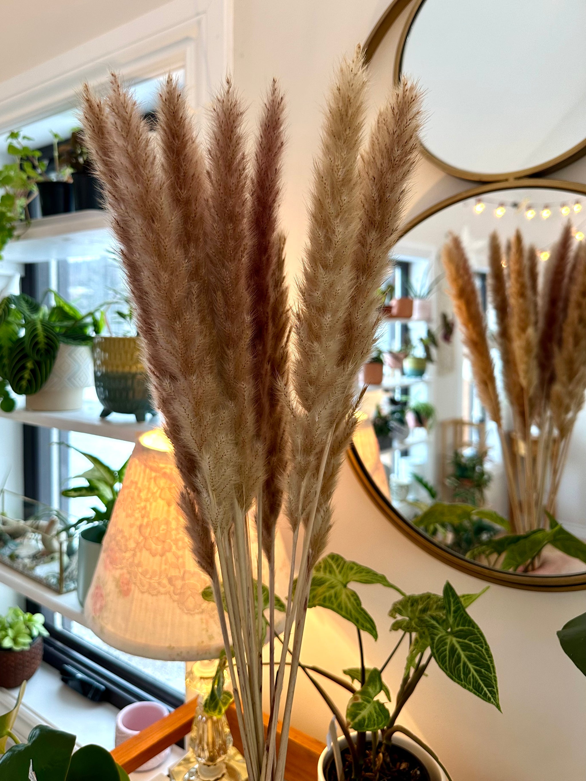 Natural Pampas Grass