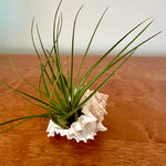 Tillandsia dans son coquillage Murex 🐚