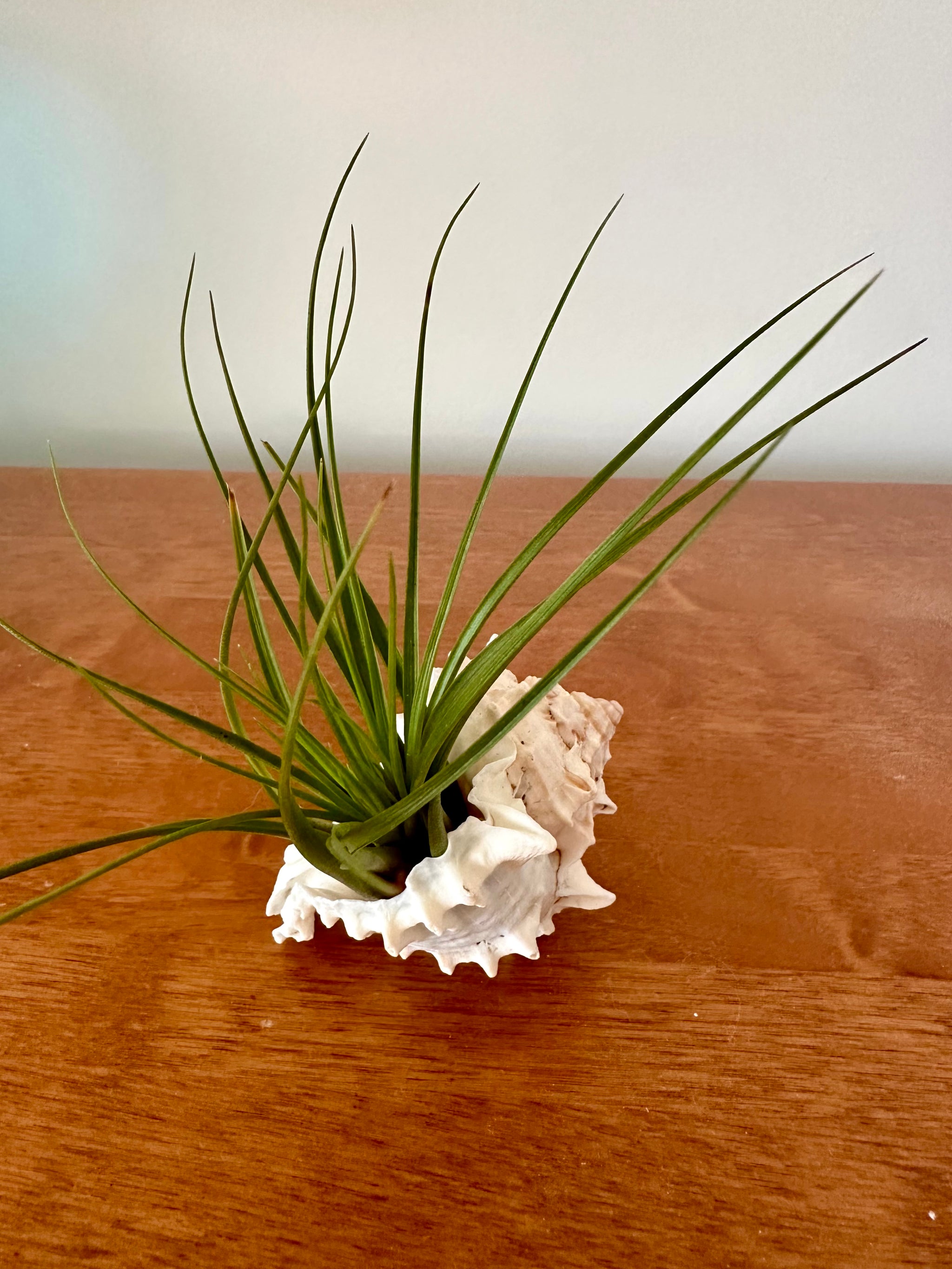 Tillandsia dans son coquillage Murex 🐚/Tillandsia in its Murex seashell