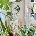 Méduse Tillandsia