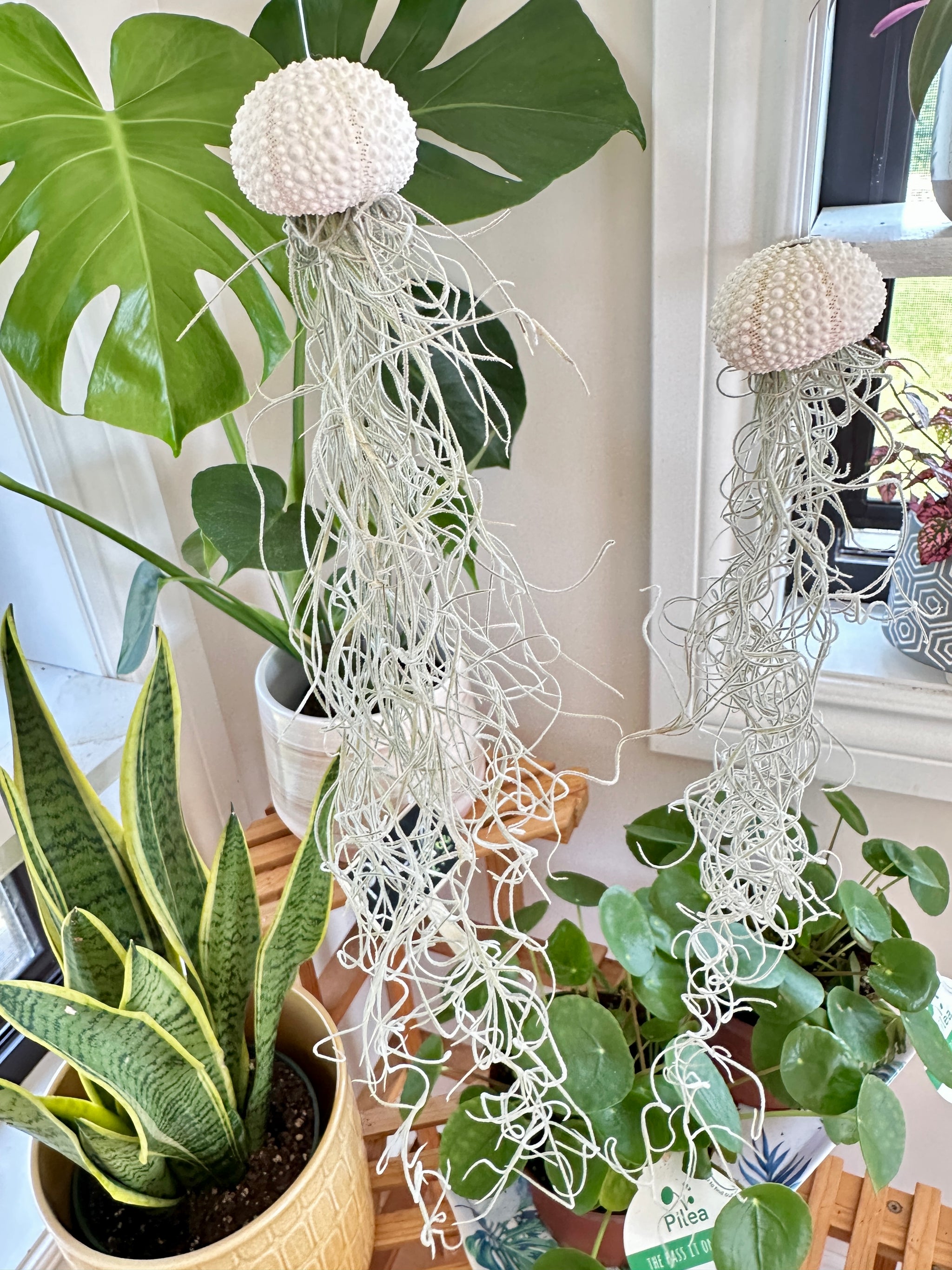 Méduse Tillandsia