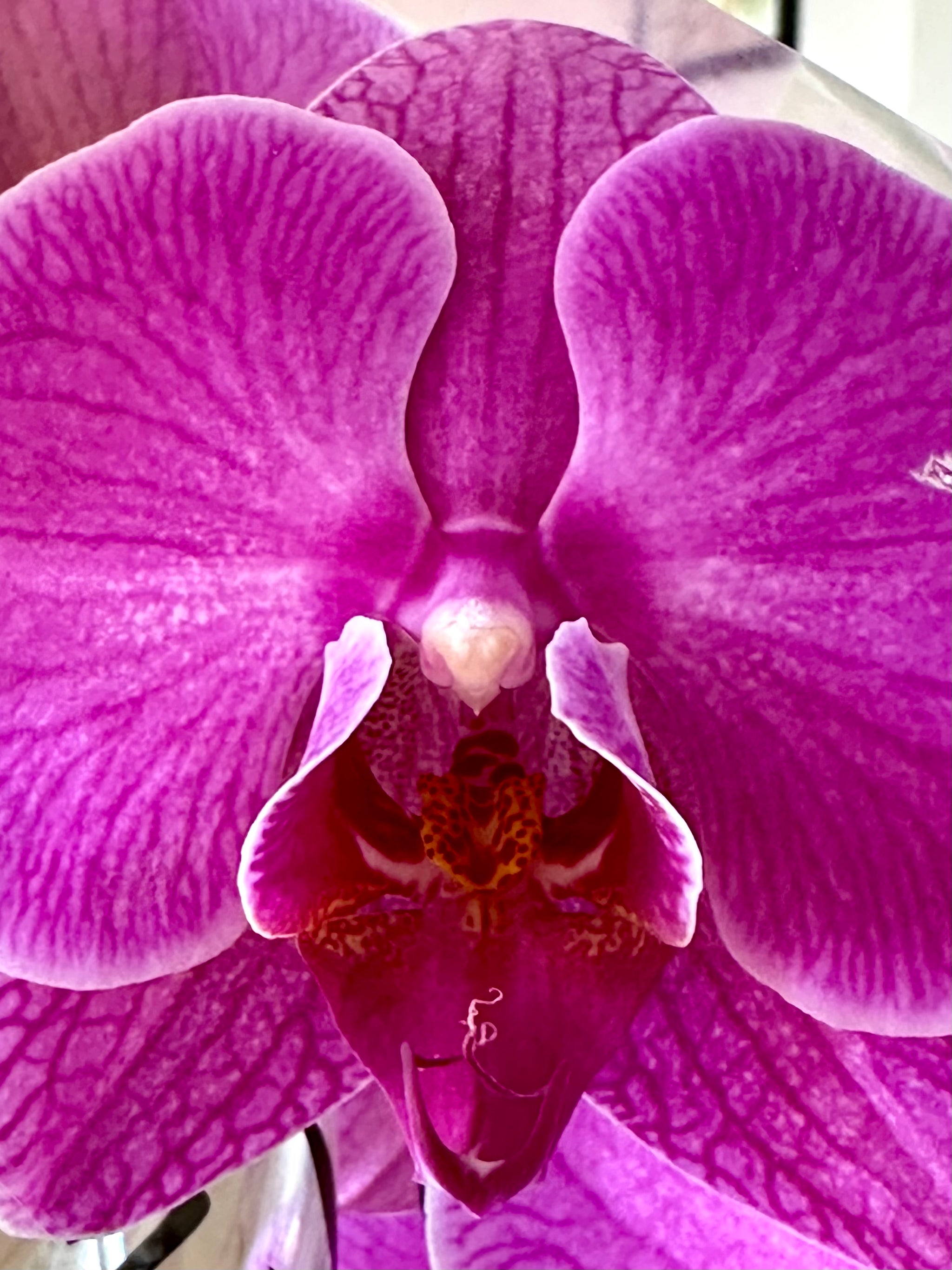 Phalaénopsis 'Orchidée' 5"