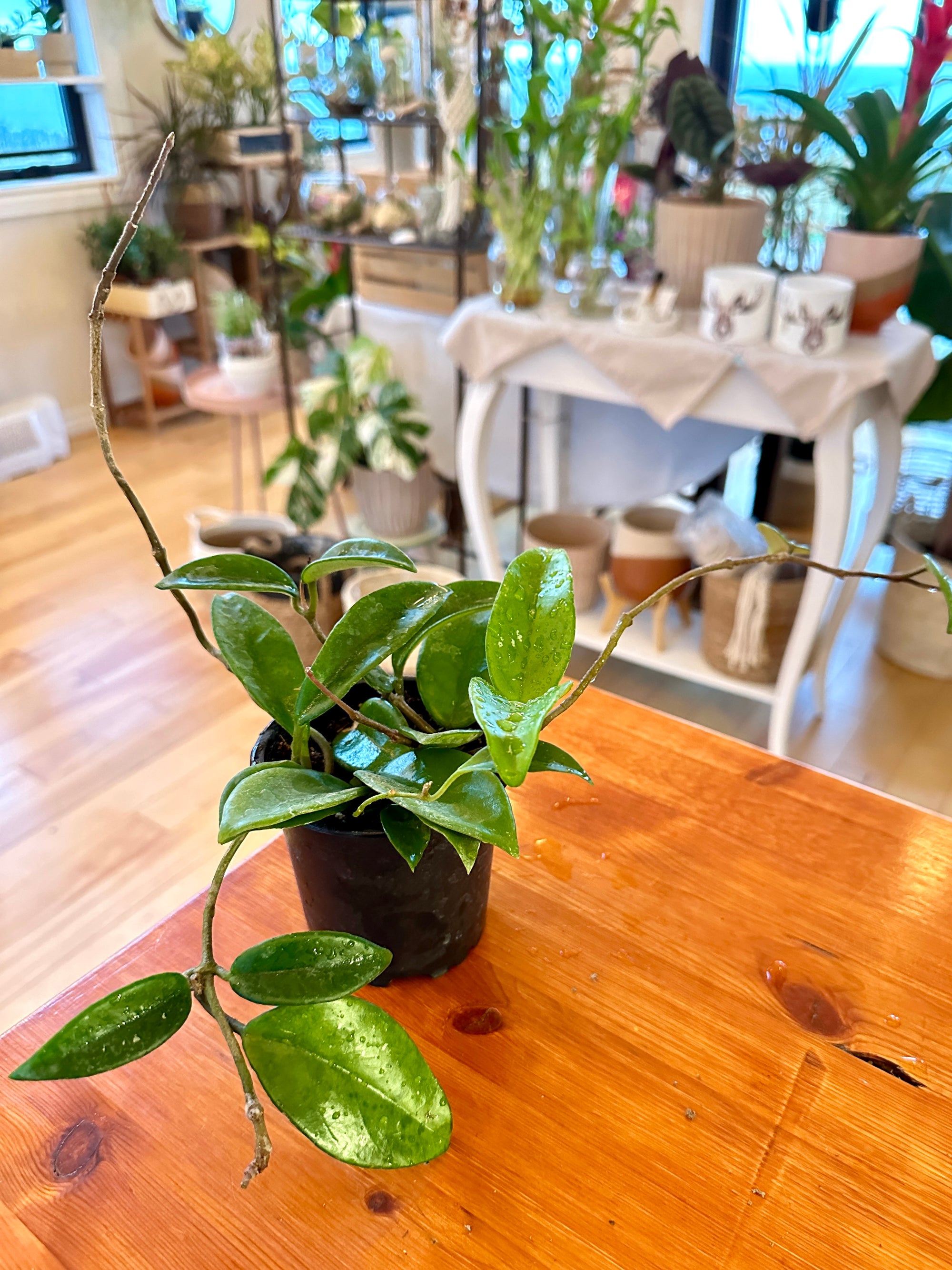 Hoya Carnosa 'Jade'