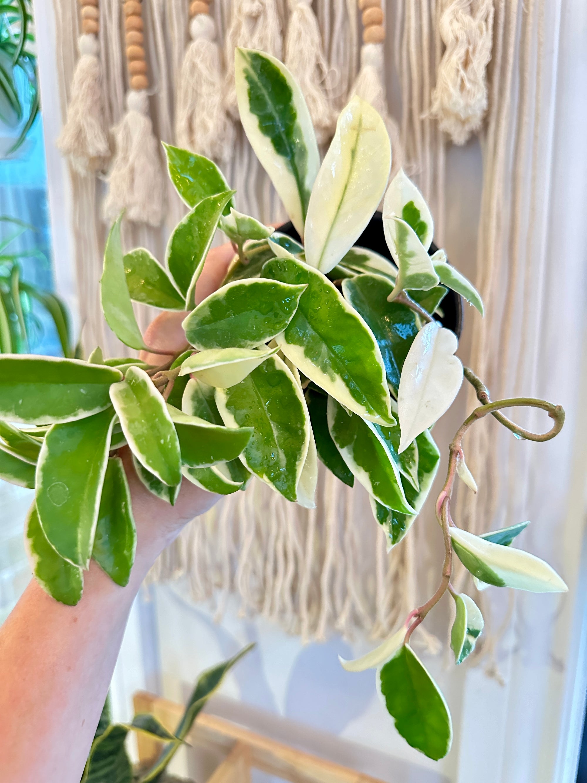 Hoya Carnosa 'Krimson Queen'