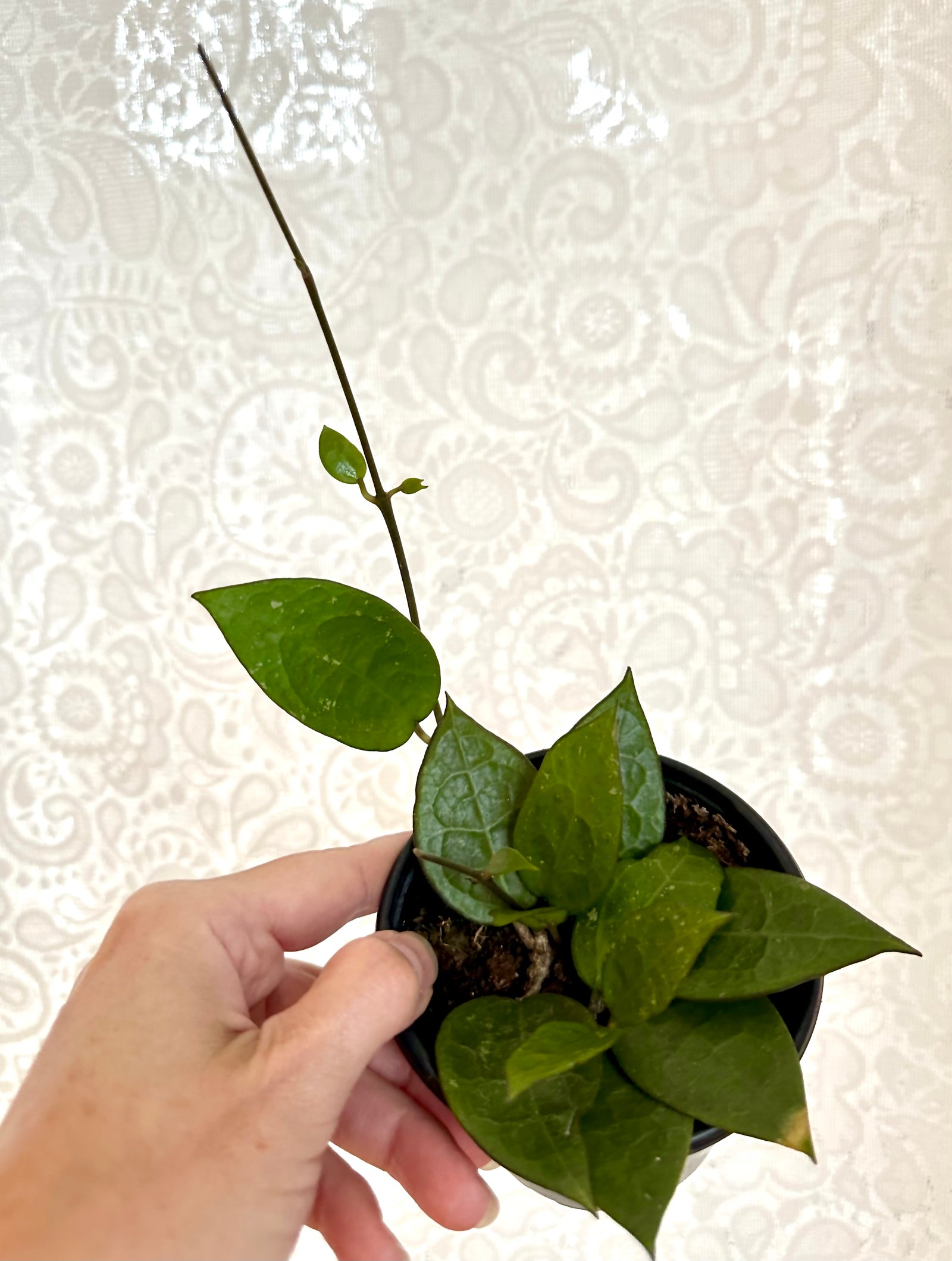 Hoya Parasitica 'Black Margin' 4"