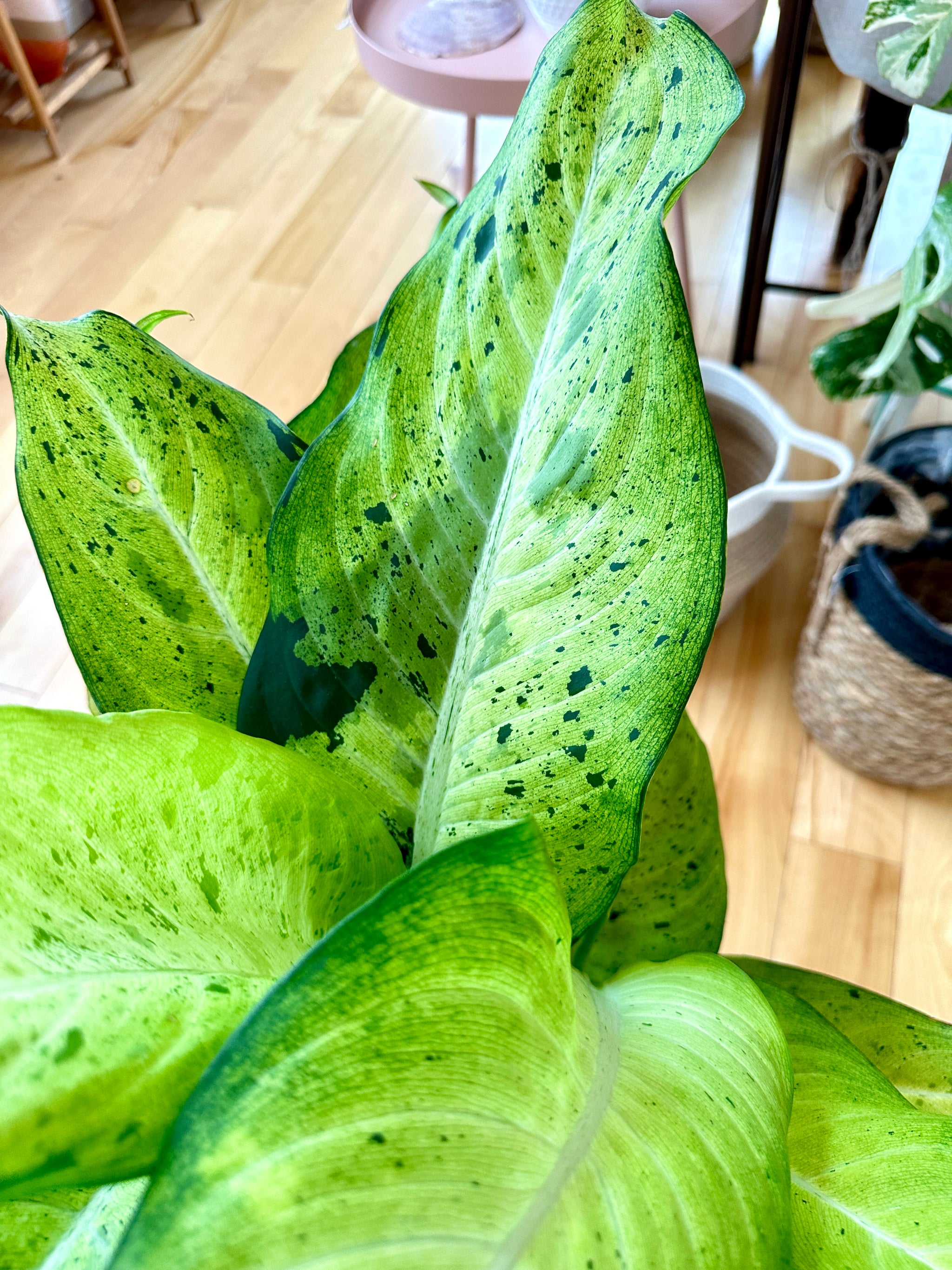 Dieffenbachia Camouflage