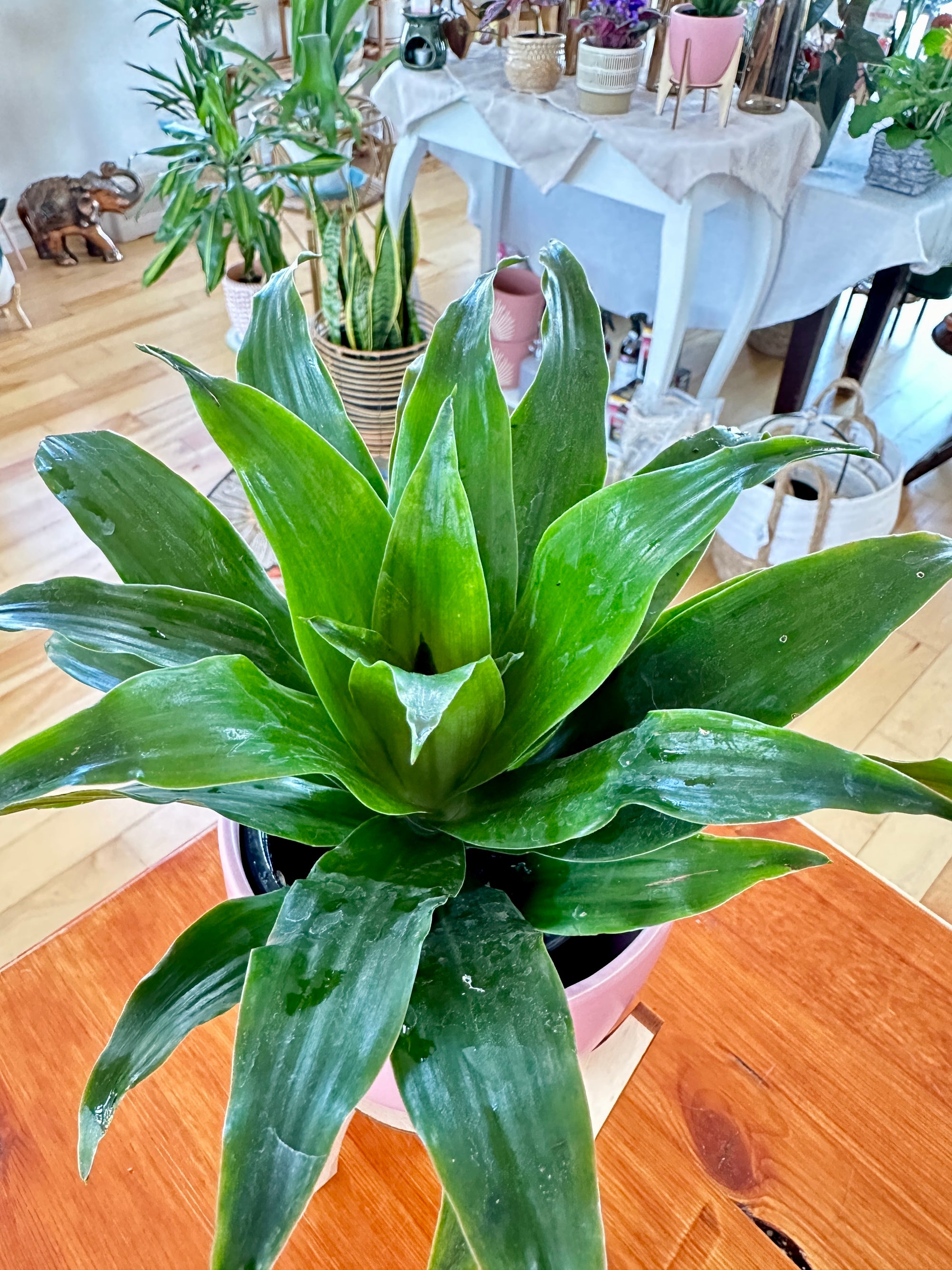 Dracaena Janet Craig