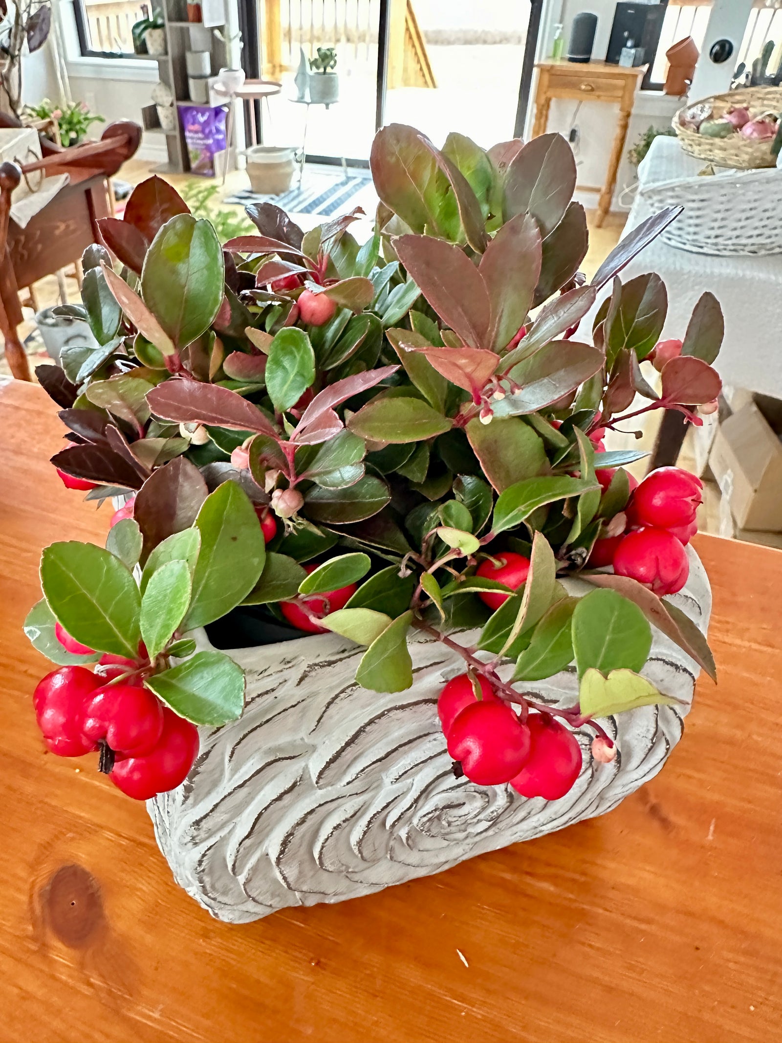 Gaultheria Procumbens