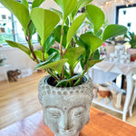 Peperomia Obtusifolia