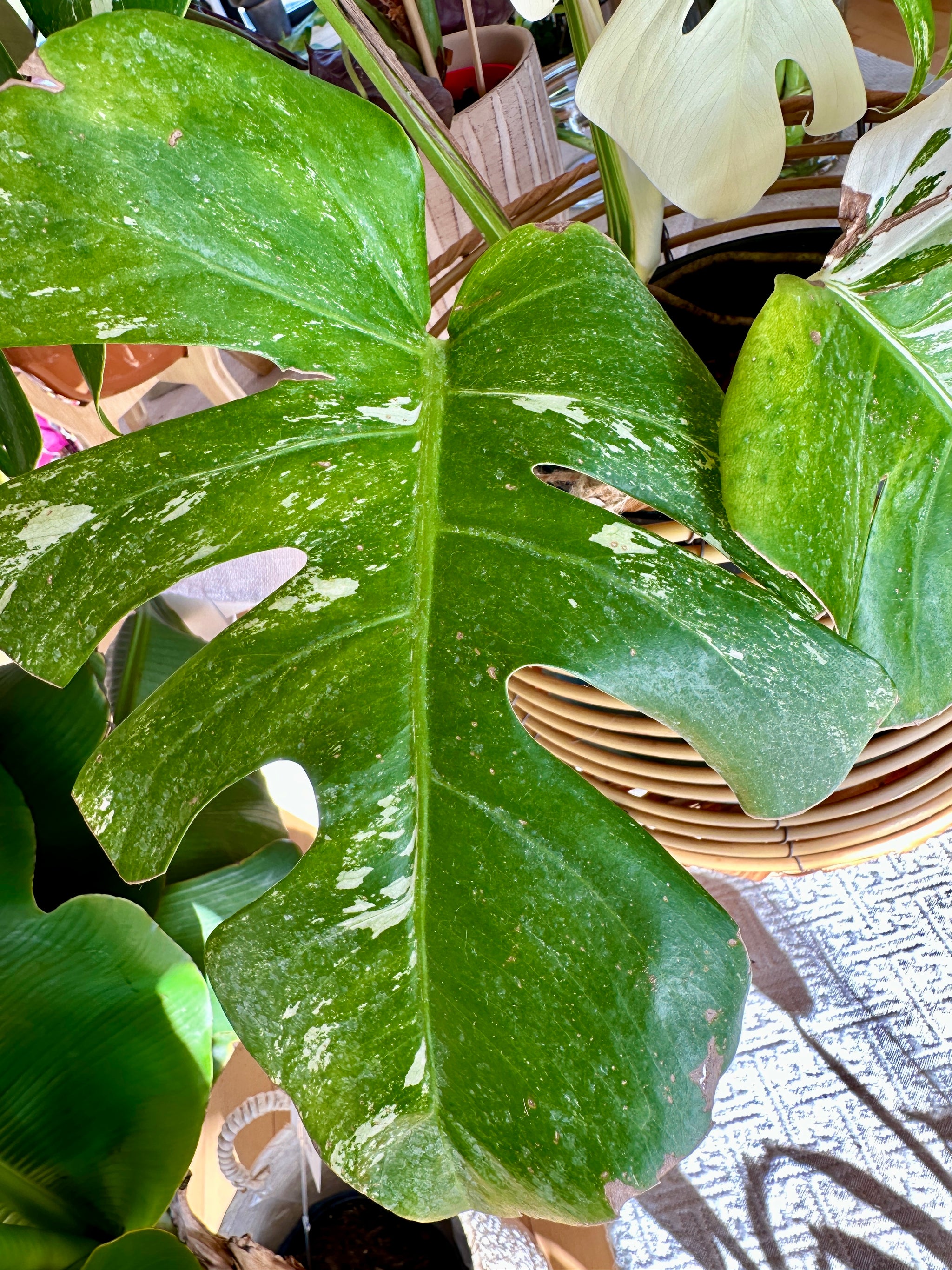 Monstera Albo