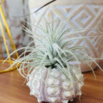 Tillandsia/tectorum en coquillage