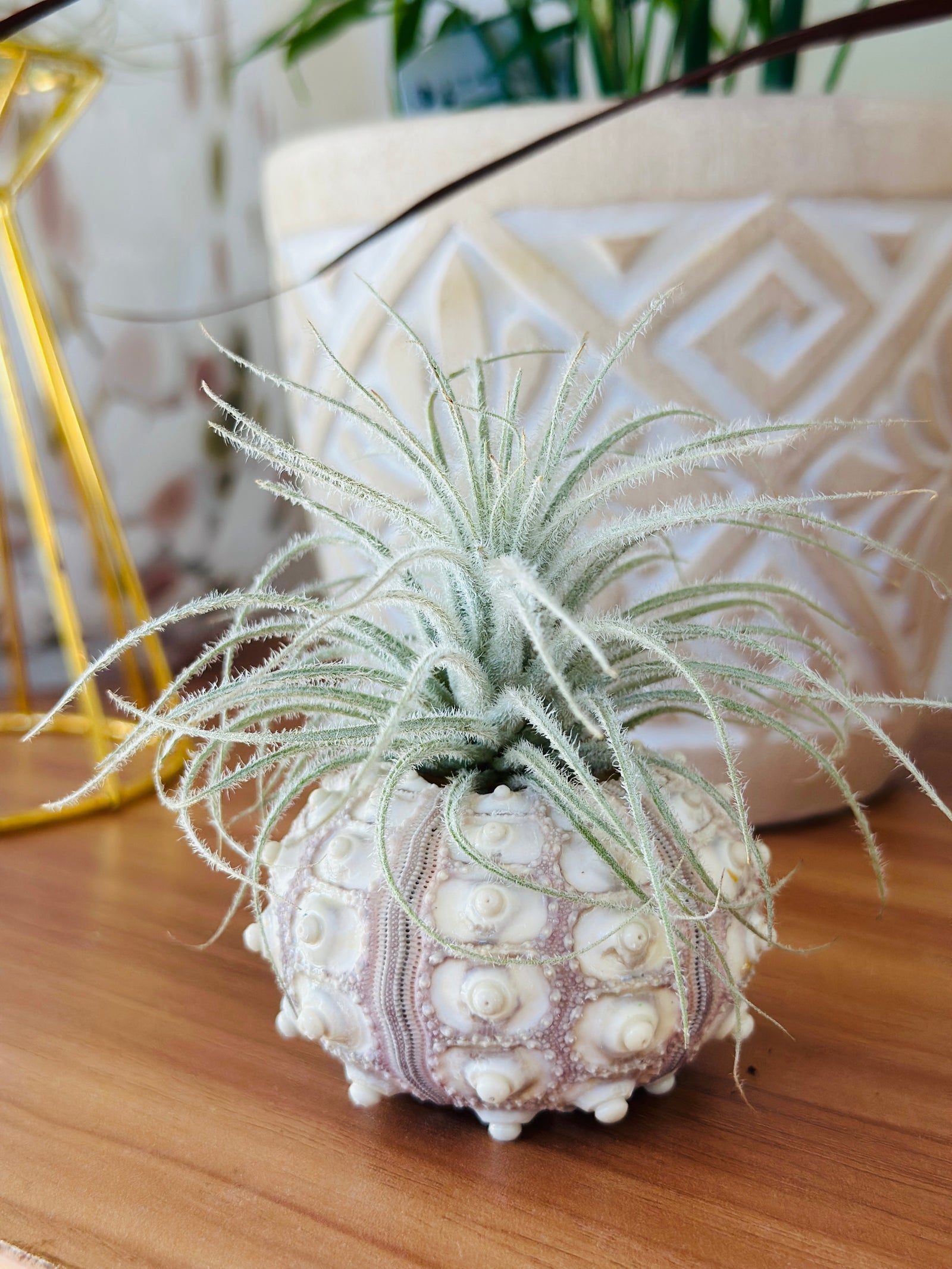 Tillandsia/tectorum en coquillage
