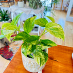 Epipremnum Aureum 'Golden'