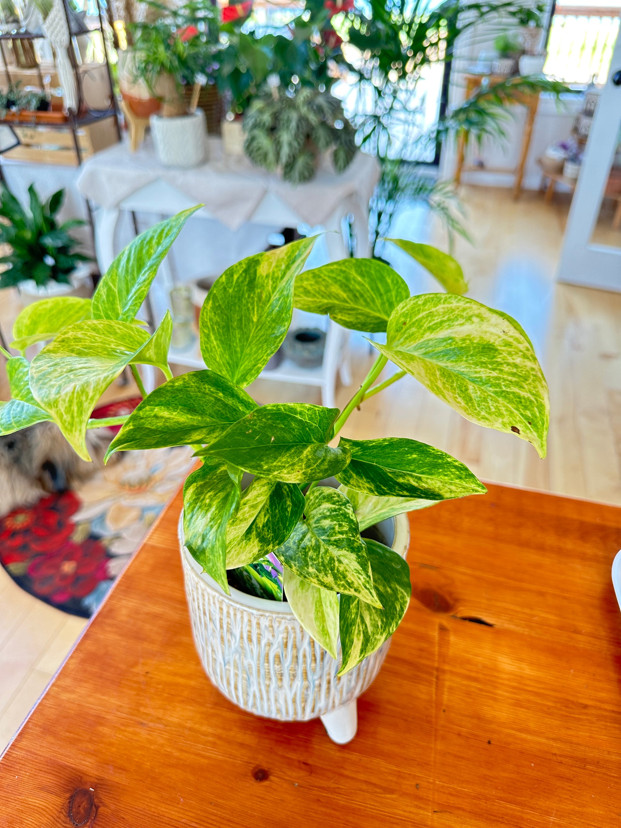 Epipremnum Aureum 'Golden'