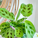 Maranta leuconeure 'kerchoveana' | Plante prieuse
