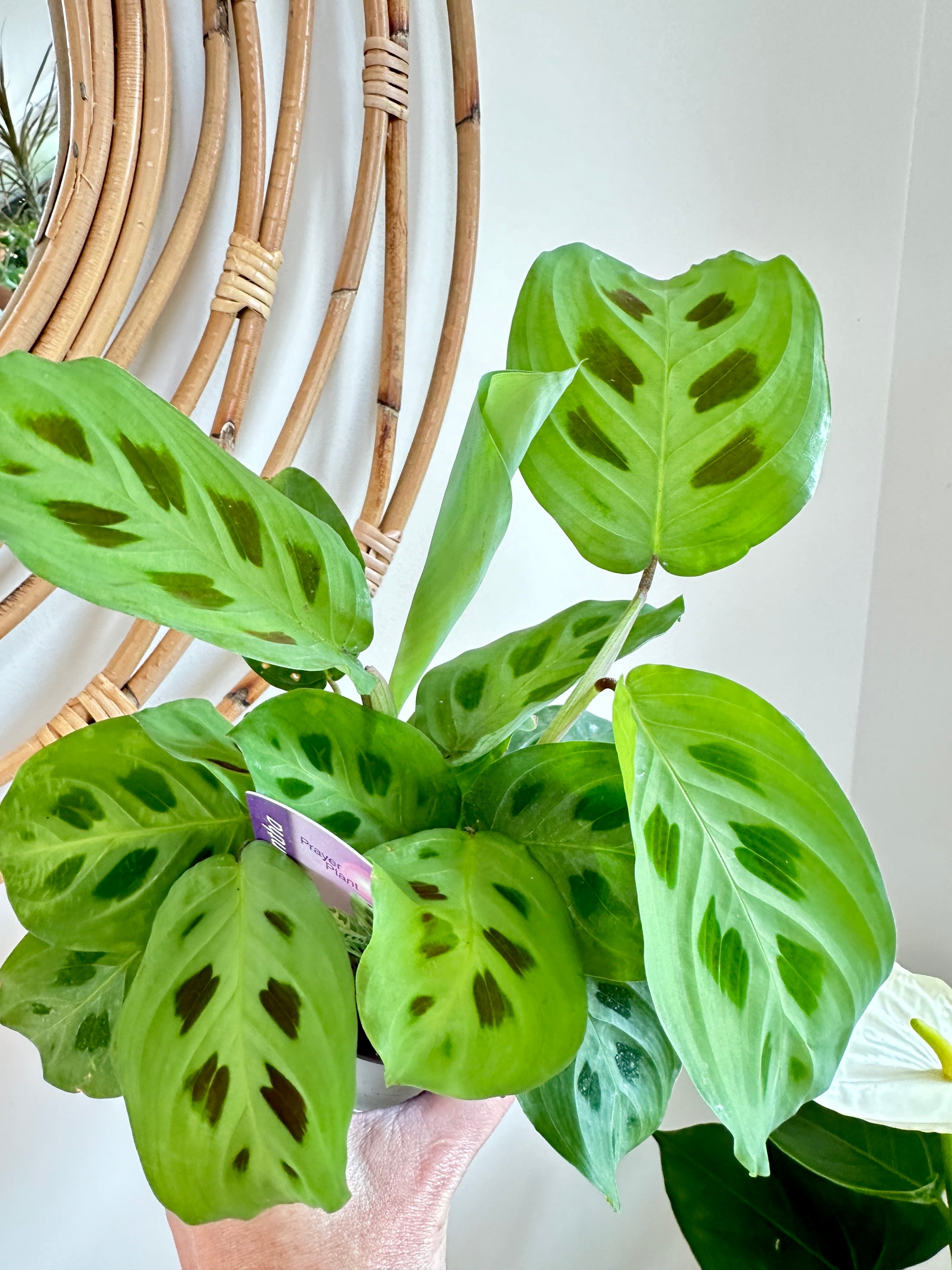 Maranta leuconeure 'kerchoveana' | Plante prieuse