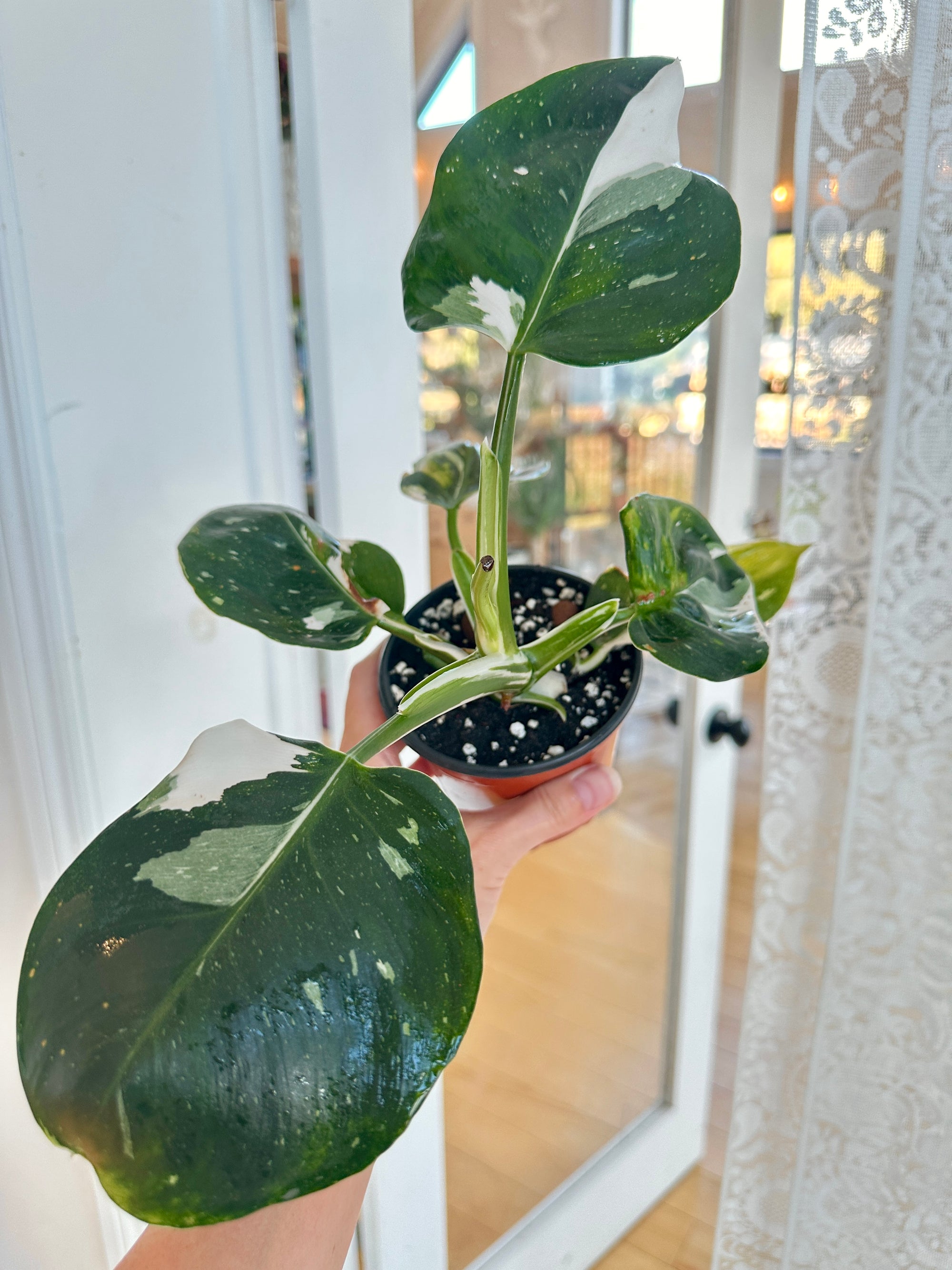 Philodendron 'White Princess'