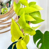 Epipremnum Aureum/Pothos 'Neon' 4"