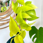 Epipremnum Aureum/Pothos 'Neon' 4"