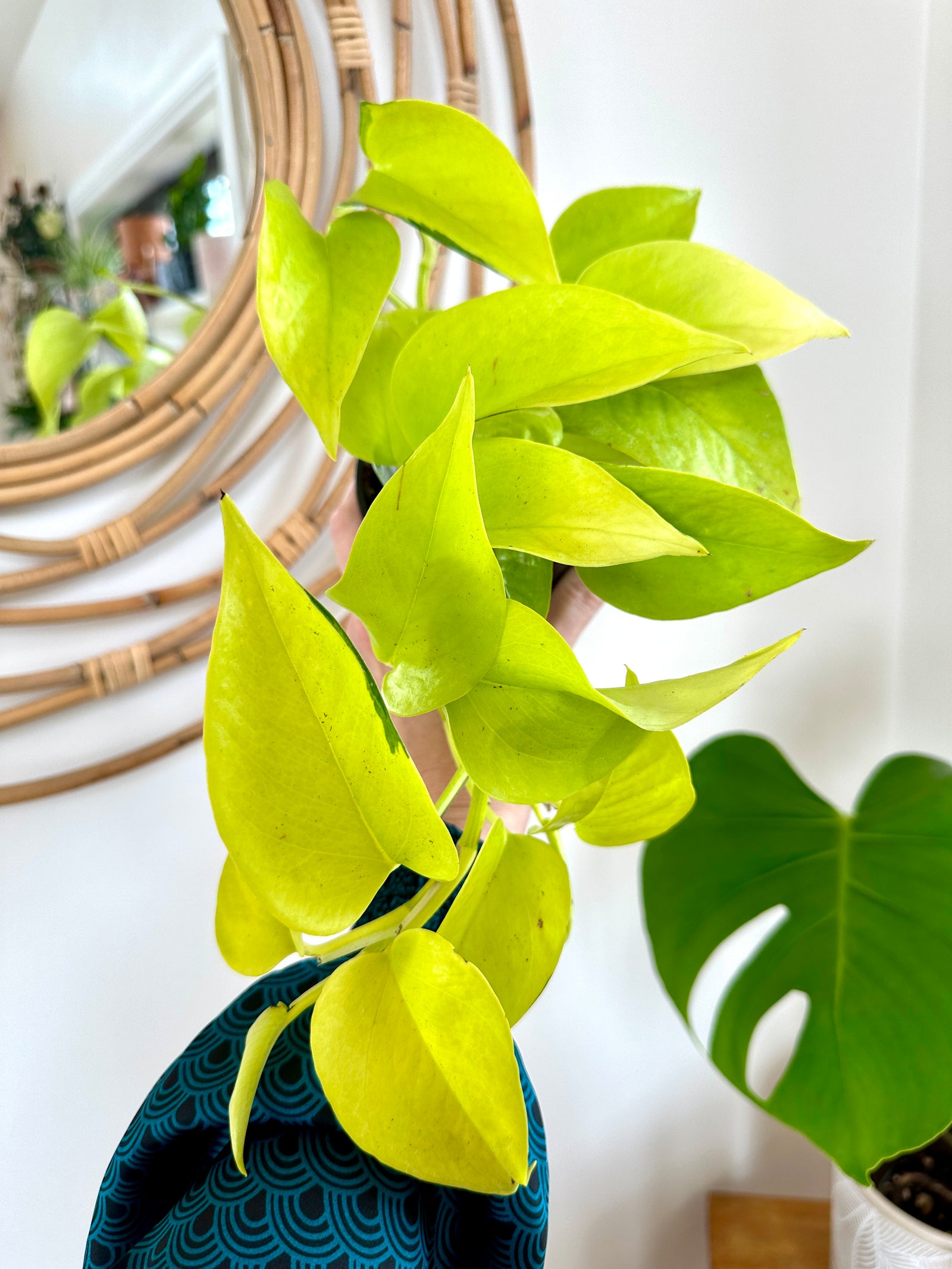 Epipremnum Aureum/Pothos ‘Neon’ 4"