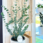 Eucalyptus "Glacier"